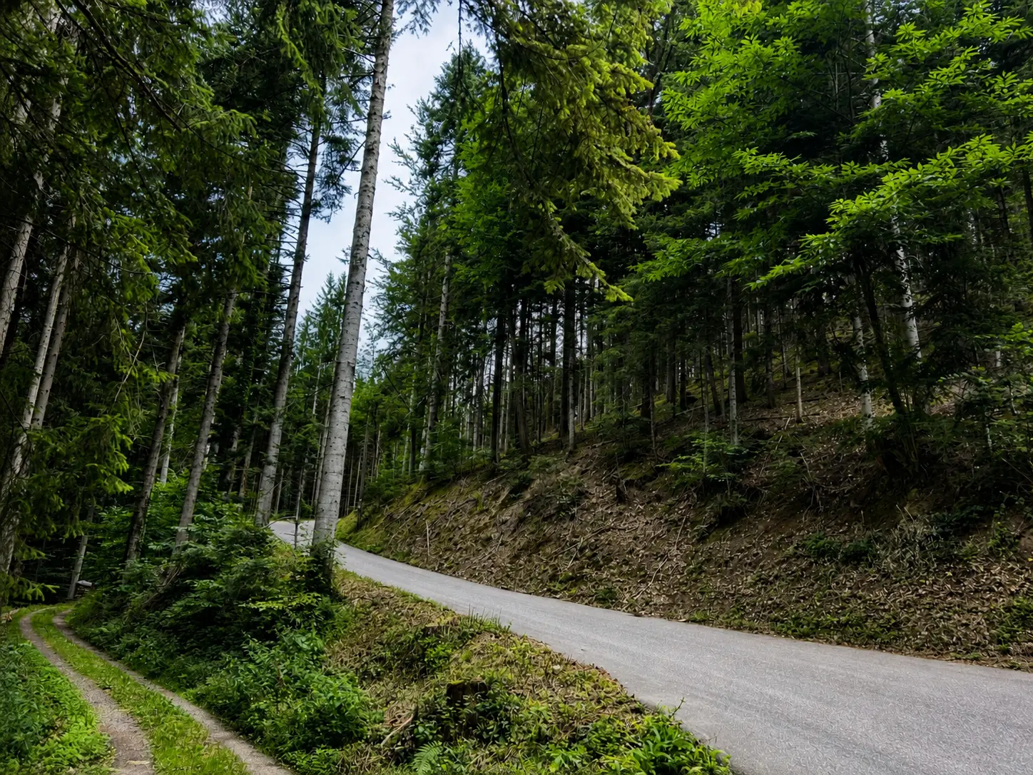 Asphaltierte Forststraße durch einen dichten Mischwald am Rothaarkamm