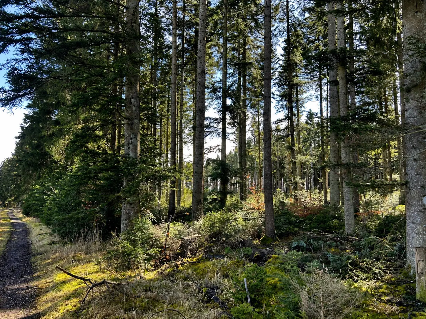 Dichter Fichtenwald am Rothaarkamm mit sonnenbeschienenem Weg